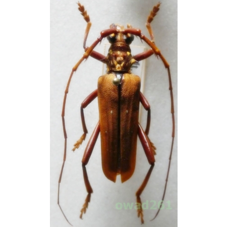 Dejanira quadripunctata Thomson, 1864 male 32mm Indonesia, Java Is